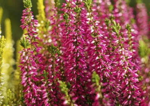 Heather Martina (1 L container), Plant seedlings, 4 pcs.