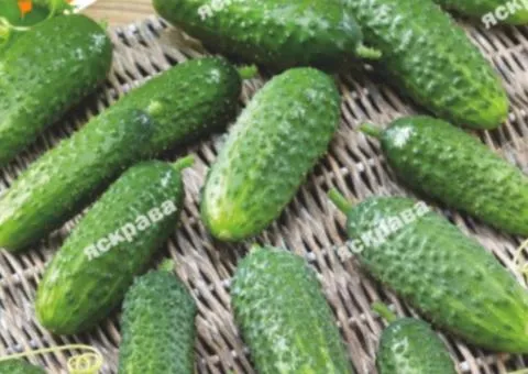 Cucumber Boy-Pinky F1 5 g, Vegetable Seeds, 10 pcs.