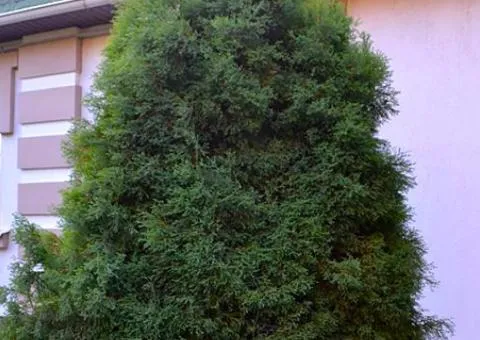 Thuja occidentalis 'Ericoides' (container 0.5 L), Coniferous plants, 10 pcs.