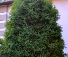 Туя западная Ericoides (контейнер 0.5 л), Хвойные растения, 10 шт.