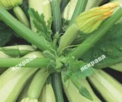 Кабачок Кущовий 10 г, Семена овощей, 10 шт.