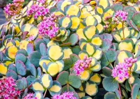 Sedum Mediovariegata (0.5 L container), Plant seedlings, 5 pcs.