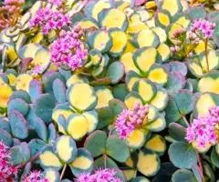 Седум Mediovariegata (контейнер 0.5 л), Саженцы растений, 5 шт.