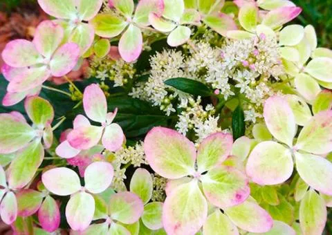 Hydrangea Pastel Green (panicle) (container 2.0 L), Plant Seedlings, 4 pcs.