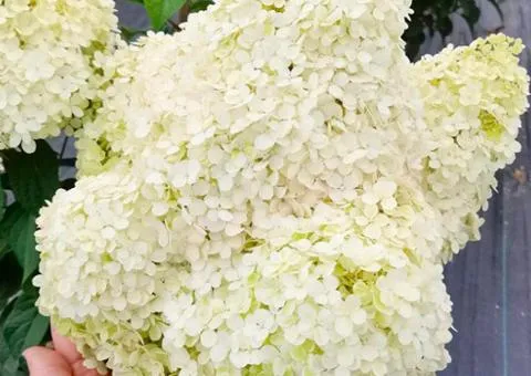 Hydrangea paniculata Little Alf (panicle) (container 0.5 l), Plant seedlings, 10 pcs.
