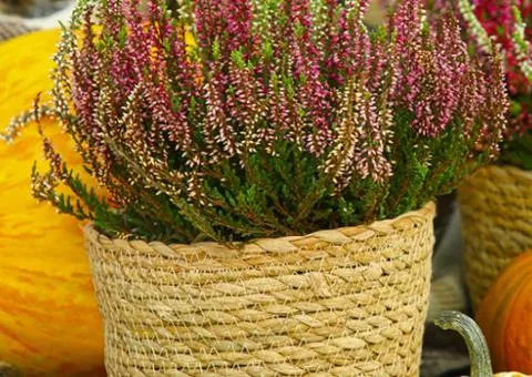 Heather Ronja (container 1 L), Plant Seedlings, 1 pc.