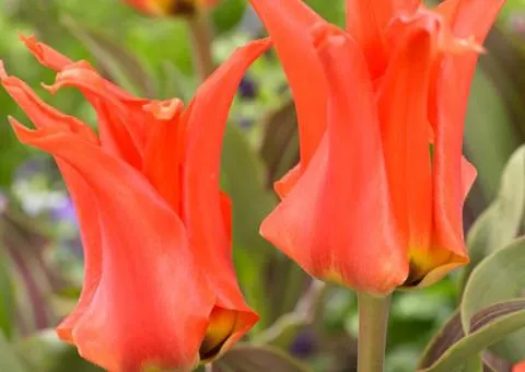 Tulip Kaufmanniana Rigas Barikades 10/11, Bulbs and Corms, 30 pcs
