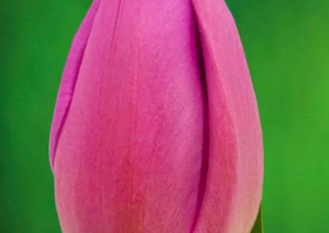 Tulip Triumph Pink Breeze 12/+, Bulbs, 500 pcs.