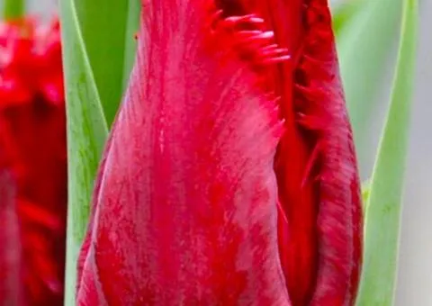 Tulip fringed Philly Belle 12/+, Bulbs, 500 pcs.