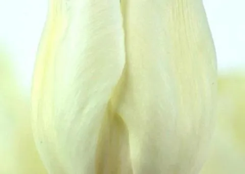Tulip hybrid Darwin Hakuun (DHT) 12/+, Bulbs, 500 pcs.