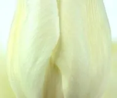 Тюльпан гібрид Дарвіна Hakuun (DHT) 12/+, Цибулини , 500 шт.