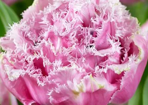 Tulip Double-flowered + Fringed Cairns 10/11, Bulbs and Bulbils, 30 pcs.