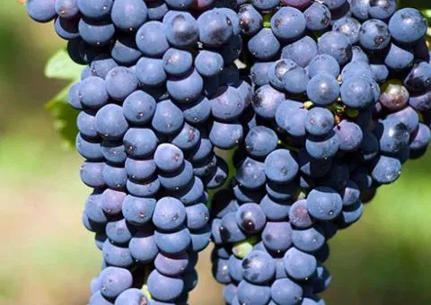 Grape Market wine (2 L container), Fruit saplings, 1 pc.