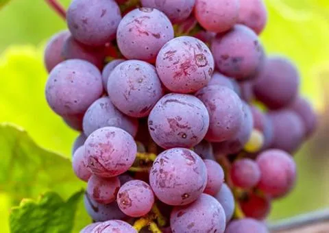 Grape Katavba wine (2 L container), Fruit seedlings, 1 pc.