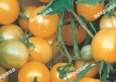 Tomato Cherry Yellow 2 g, Vegetable Seeds, 10 pcs