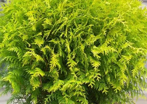 Туя Globosa Aurea (контейнер 0.5 л), Хвойные растения, 1 шт.