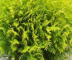 Туя Globosa Aurea (контейнер 0.5 л), Хвойные растения, 1 шт.