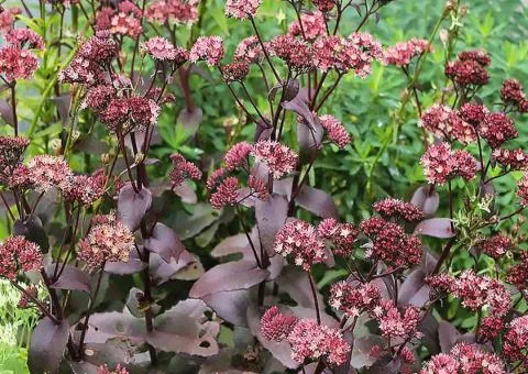 Sedum Xenox (0.5 L container), Plant seedlings, 5 pcs.
