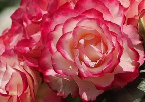 Floribunda rose Jubilee du Prince de Monaco class A, Seedlings, 8 pcs.