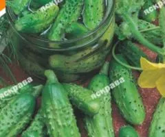 Огурец-миникорнишон Пальчик 10 г, Семена овощей, 10 шт.
