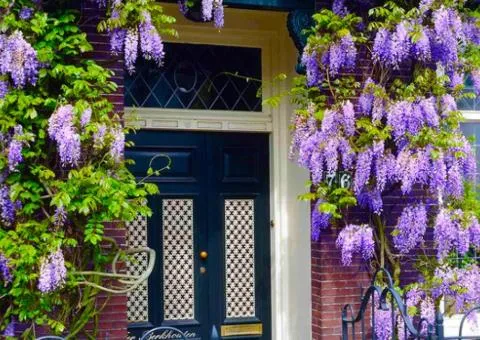 Wisteria Blue Moon container 0.5 L (seedling), Plant seedlings, 5 pcs.