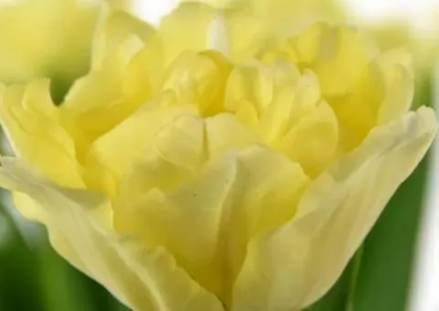 Double tulip Verona Ice (DET) 12/+, Bulbs, 500 pcs.