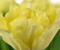 Double tulip Verona Ice (DET) 12/+, Bulbs, 500 pcs.