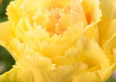 Тюльпан махровый и бахромчатый Lemon Shoot 10/11, луковицы, 30 шт.