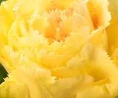 Тюльпан махровый и бахромчатый Lemon Shoot 10/11, луковицы, 30 шт.