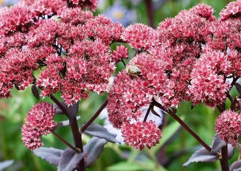 Седум Red Cauli (контейнер 0.5 л), саженцы растений, 5 шт.