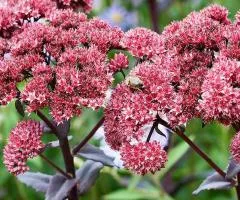Седум Red Cauli (контейнер 0.5 л), саженцы растений, 5 шт.