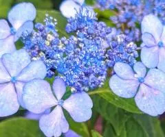 Гортензия пильчатая Bluebird (контейнер 0.5 л) (упаковка-коробка), Саженцы растений, 10 шт.
