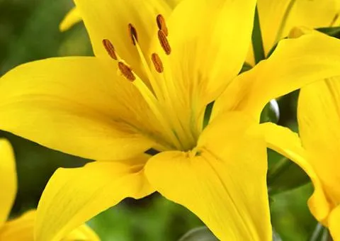 Азиатская лилия Yellow County, луковицы, 10 шт.