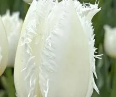 Тюльпан оторочений Cricko (FR) 12/+, цибулини, 500 шт.