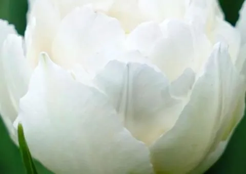 Tulip double-flowered Galileo (DET) 12/+, Bulbs, 500 pcs.