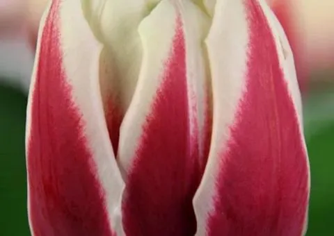 Tulip Triumph Vermont (TT) 12/+, Bulbs, 500 pcs.