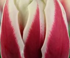 Tulip Triumph Vermont (TT) 12/+, Bulbs, 500 pcs.