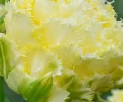 Тюльпан Махровый + Отороченный Vanilla Dance 11/12, Луковицы и клубни, 20 шт.