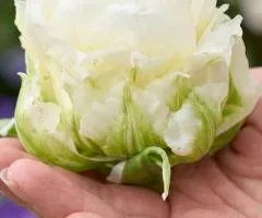 Тюльпан Махровый Whipped Cream 11/12, Луковицы, 10 шт.