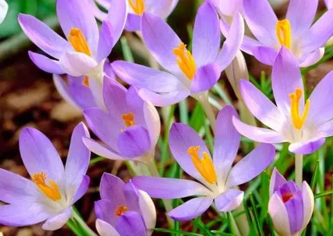 Крокус ботанический Lilac Beauty 5/7, Луковицы и клубнелуковицы, 100 шт.
