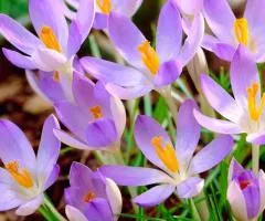 Крокус ботанический Lilac Beauty 5/7, Луковицы и клубнелуковицы, 100 шт.