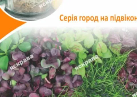 Семена микрозелени кресс-салата 10 г АКЦИЯ, Семена, 10 шт.