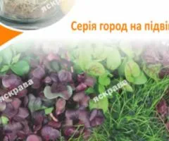 Семена микрозелени кресс-салата 10 г АКЦИЯ, Семена, 10 шт.