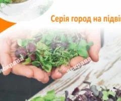 Семена микрозелени гороха 30 г АКЦИЯ, Семена, 10 шт.