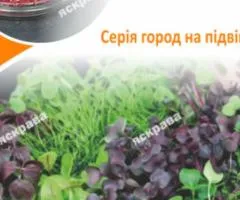 Семена микрозелени свёклы 10 г АКЦИЯ, Семена, 10 шт.