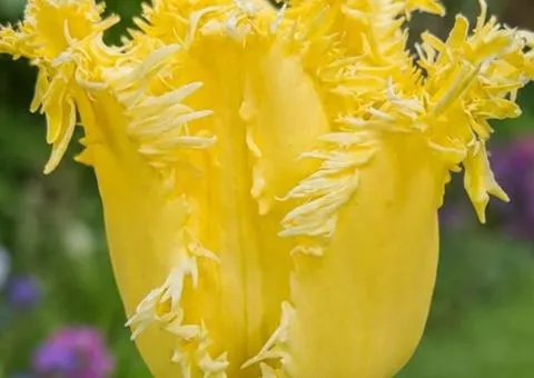 Тюльпан отороченный Fringed Lady (FR) 12/+, луковицы, 500 шт.