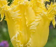 Тюльпан отороченный Fringed Lady (FR) 12/+, луковицы, 500 шт.