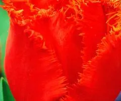 Тюльпан бахромчатый Andalusie (FR) 12/+, луковицы, 500 шт.