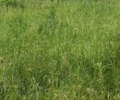 Land plot for sale, 25 sotkas, Shchorsa, Veresy