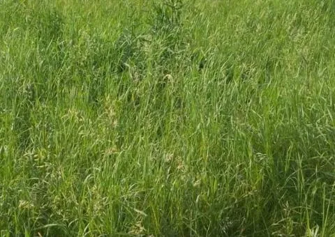 Продажа земельного участка, 25 соток, Щорса, с. Вереси - 3/4